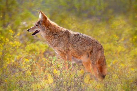 Coyote among Yellow Flowers Stock Photo - Image of yellow, brittle: 93807660