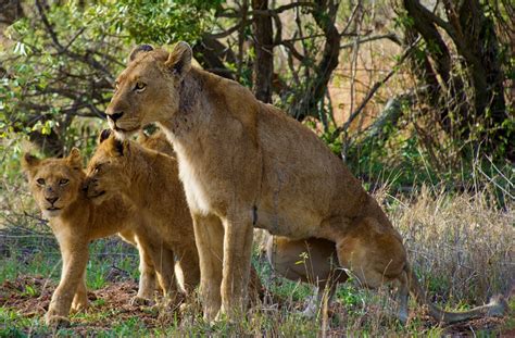 Kruger National Park is Open During Lockdown Level 3 - Secret Africa