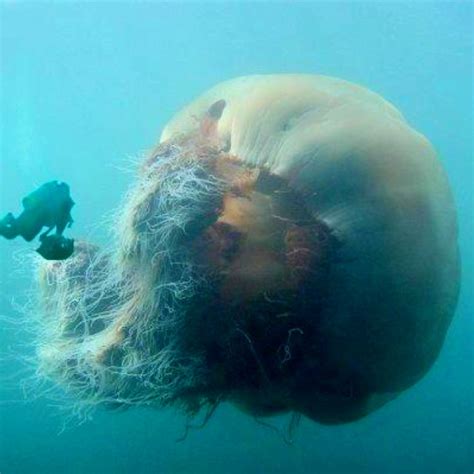 A Lions Mane Jellyfish. Oldest and largest in the world. Eeeek! | Lion's mane jellyfish, Giant ...