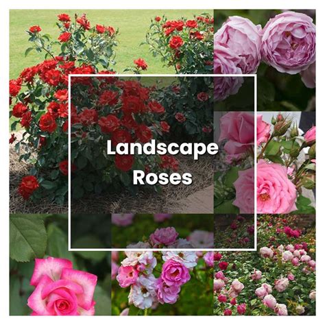 How to Grow Landscape Roses - Plant Care & Tips | NorwichGardener