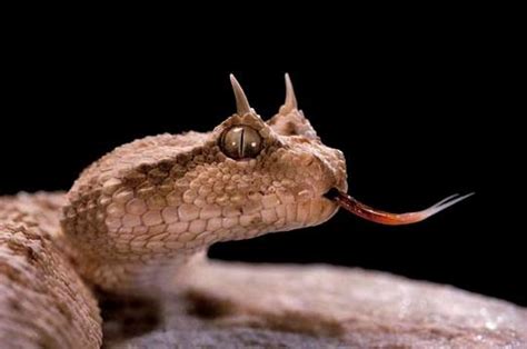 Vipère à Cornes : Cerastes cerastes is a venomous viper species native to the deserts of ...