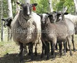 Assaf Sheep For Sale - Buy Live Sheep For Sale,Live Goats And Sheep,Sheep Fat Product on Alibaba.com