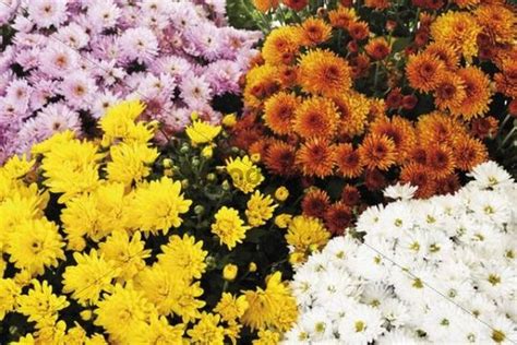 Chrysanthemums (Chrysanthemum), different colors - Download Nature