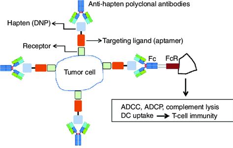 Coating tumor cells in situ with endogenous polyclonal antibodies. a... | Download Scientific ...