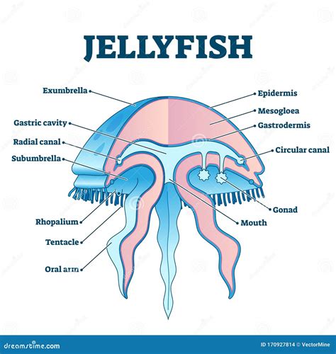 Jellyfish Diagram For Kids