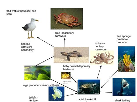 food chain of sea turtle - namauu-alvaro