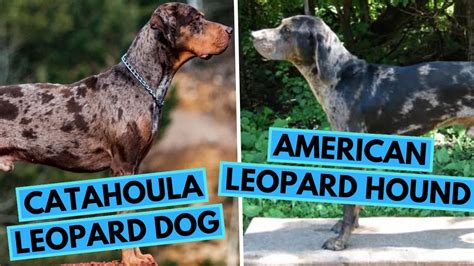 American Leopard Hound vs Catahoula Leopard Dog - Dog Breed Comparison ...