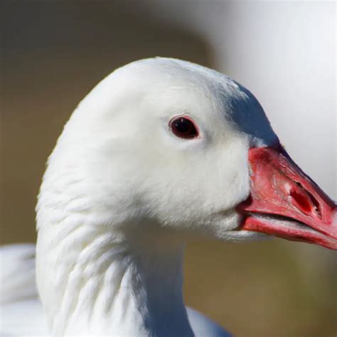 Hunting Snow Goose In California: An Adventurous Pursuit – Goenthusiast