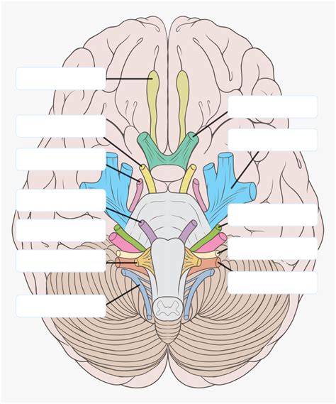 Cranial Nerves Labeled Diagram