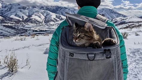 5 Best Cat Backpacks of 2022 - Reviewed