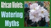 Wick Watering African Violets - YouTube