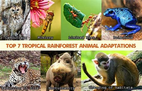 Top 7 Tropical Rainforest Animal Adaptations | Biology Explorer