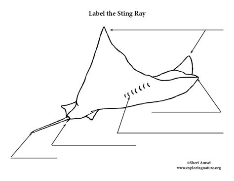 Stingray Anatomy Diagram