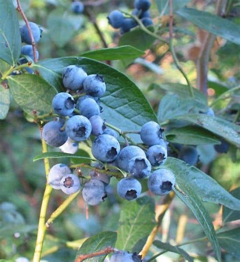 How to Plant, Grow, and Harvest Blueberries * The Homesteading Hippy | Blueberry plant ...