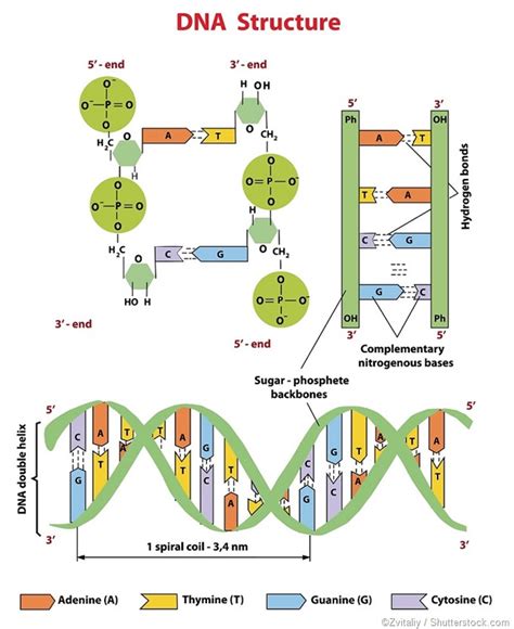 Structure of DNA