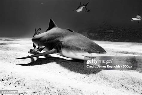 51 Lemon Shark Teeth Stock Photos, High-Res Pictures, and Images ...