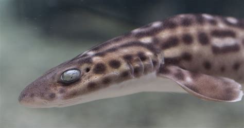 Coral Catshark · Tennessee Aquarium