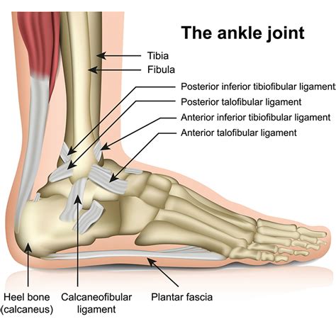 Ankle Sprains | Fremont Orthopedic & Rehabilitation Medicine