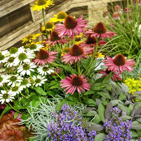 Echinacea Seeds - Purple Coneflower Flower Seed