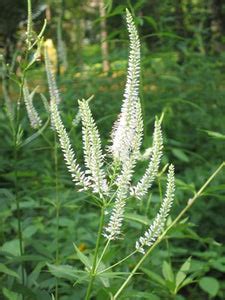 Veronicastrum virginicum – Nurseries Caroliniana