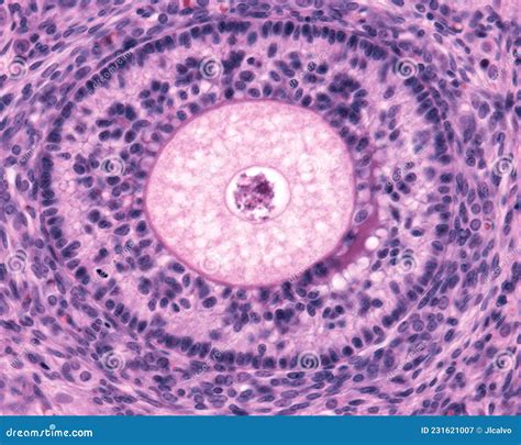 Ovarian Cortex. Seconday Follicle Stock Image - Image of granulosa ...