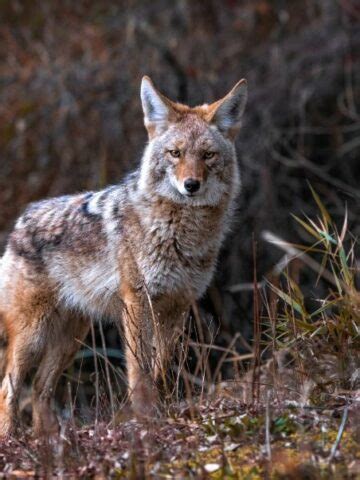 The Ultimate Guide to Coyote Trapping: Effective Techniques and Tips - Interesting Animals