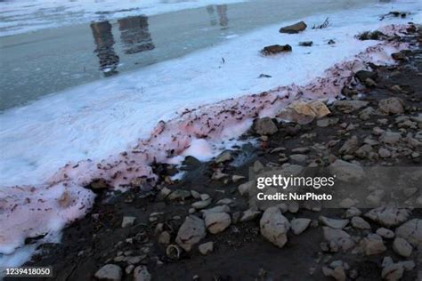 Yamuna River Pollution Photos and Premium High Res Pictures - Getty Images