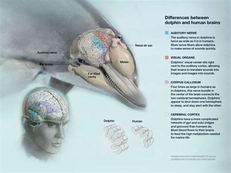 A Mind of Their Own | Dolphins, Human brain, Human