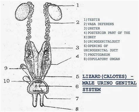 MALE REPRODUCTIVE SYSTEM OF BIRD-RABBIT-REPTILE-COMPARISION