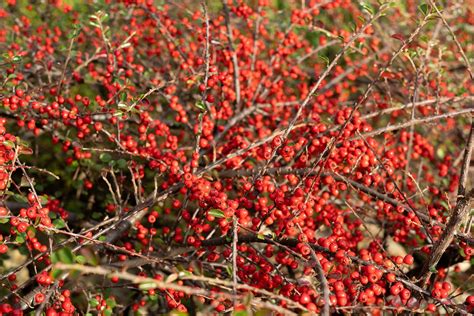 Cotoneaster Bush Nature - Free photo on Pixabay