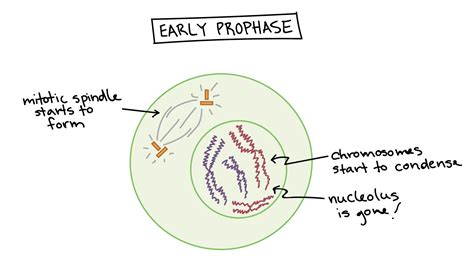 Interphase vs prophase - bingerscape