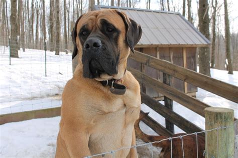 American Mastiff Puppies For Sale | Sugarcreek, OH #98037