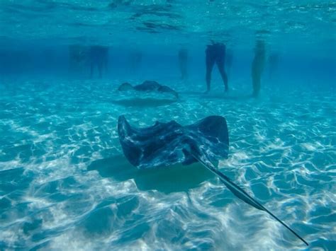 Cayman Islands Snorkeling: Discover The Best Spots in this Complete Guide