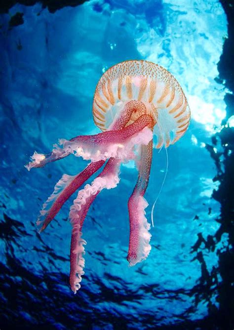 Jellyfish | Ocean creatures, Beautiful sea creatures, Sea animals