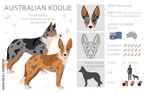 Australian koolie clipart. Different poses, coat colors set Stock ...