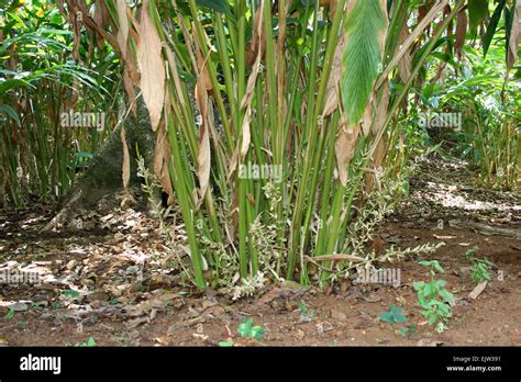 Cardamom plant hi-res stock photography and images - Alamy