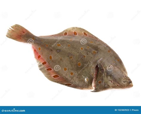 Plaice Fish on White stock image. Image of isolated - 152383923