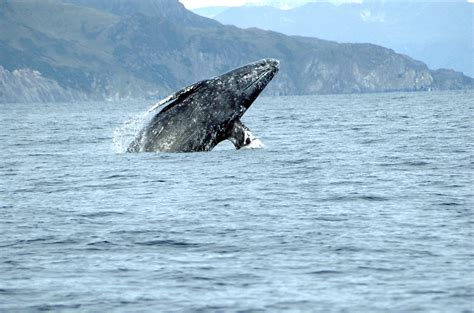 Behavior and Social Interaction in a Wet World, part II: Whale vocalizations and communication - CR2