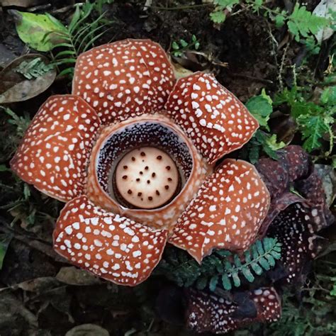 Rafflesia | Project Noah