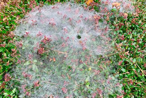 Funnel spider webs sparkle in the early morning dew - Lynnhaven River NOW