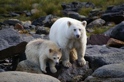 This Park In Alaska Is The Best Place To See The Rare Blue Bear