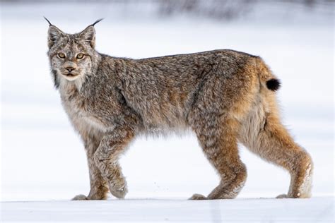 Canadian Lynx In Taiga