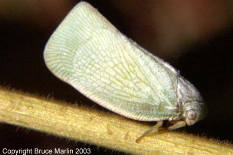 Suborder Auchenorrhyncha - Cicadas, Hoppers and Aphids - North American ...