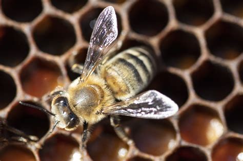 Bee Extinction Worries Grow as Species Numbers Drop - Bloomberg