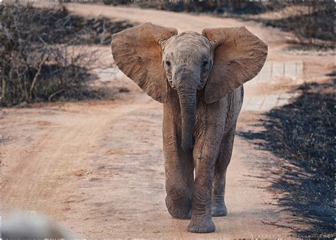 23 Glorious Pictures Of Elephants Running Free