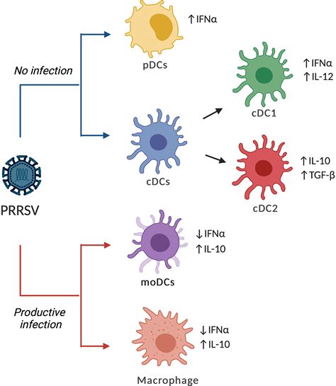 Frontiers | Swine Dendritic Cell Response to Porcine Reproductive and ...