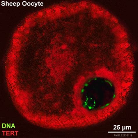 Oocyte Development - Embryology