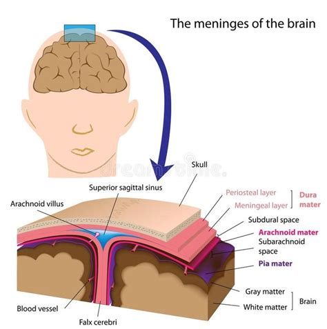 Meninges of the brain. Layers of the meninges of the brain, eps8 , #AD ...