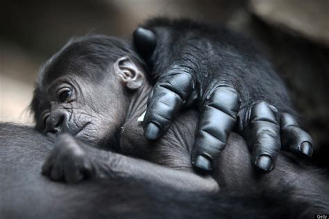 Lanny-yap: Monkey Monday | Baby Gorilla