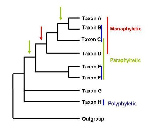 Monophyletic, Paraphyletic and Polyphyletic